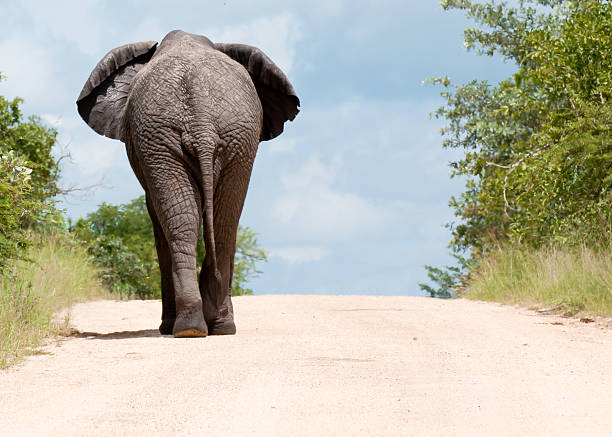 Long road to nowhere stock photo