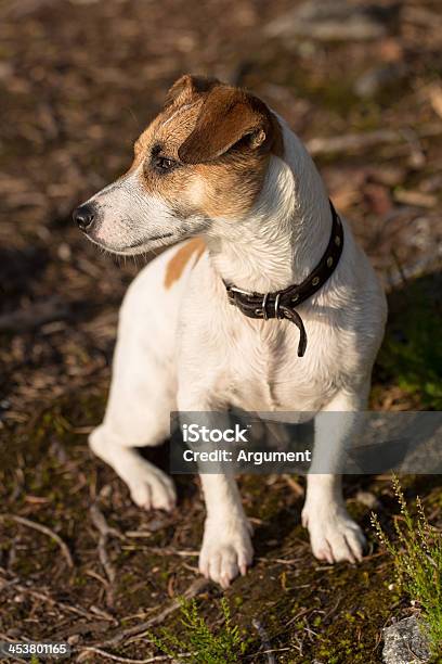 Jacek Russell Terrier - zdjęcia stockowe i więcej obrazów Biały - Biały, Brązowy, Fajny