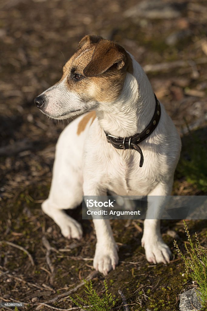 Jack Russell Terrier - Royalty-free Animal Foto de stock