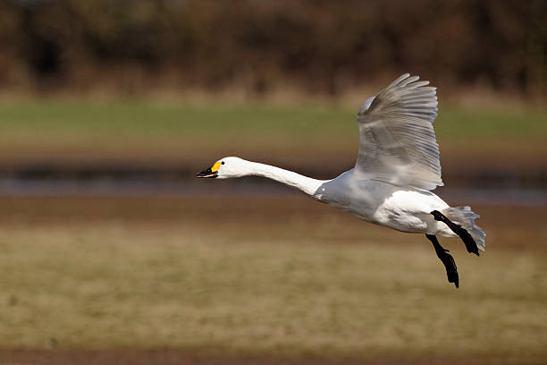 istock Bewick's swan, Cygnus columbianus 453801619