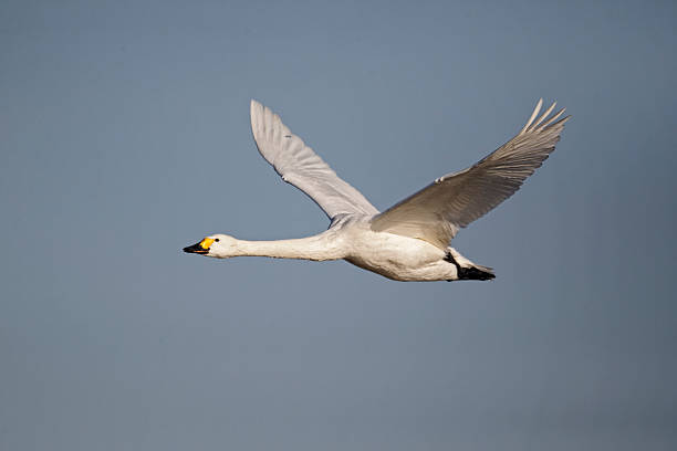 istock Bewick's swan, Cygnus columbianus 453801713
