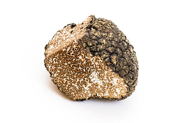 sommertrüffel / tuber aestivum - truffle tuber melanosporum mushroom 個照片及圖片檔