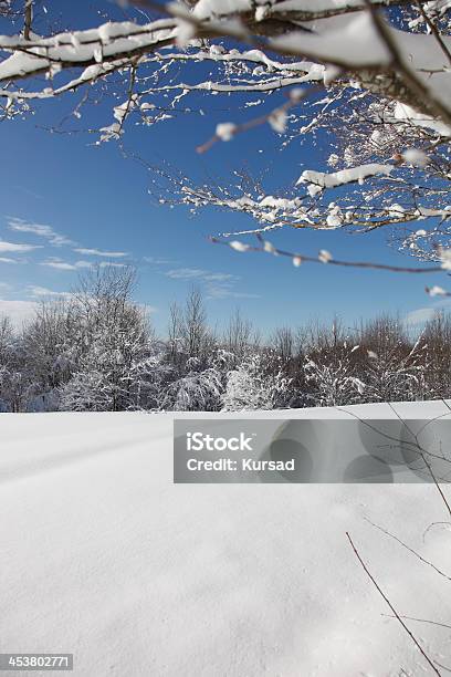 Paisagem De Inverno - Fotografias de stock e mais imagens de Abeto - Abeto, Ao Ar Livre, Azul