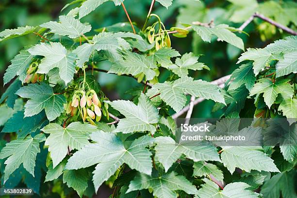 Klon Jawor - zdjęcia stockowe i więcej obrazów Bez ludzi - Bez ludzi, Didiereaceae, Drzewo