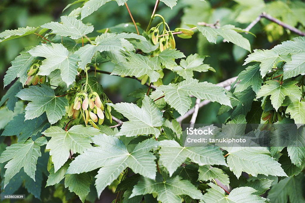 Sycamore Maple - Royalty-free Alluaudia procera Foto de stock