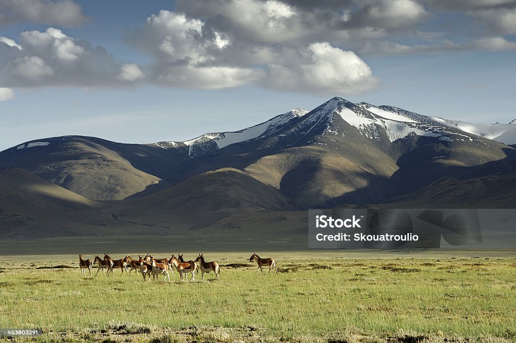 wild asini - Foto stock royalty-free di Alpinismo