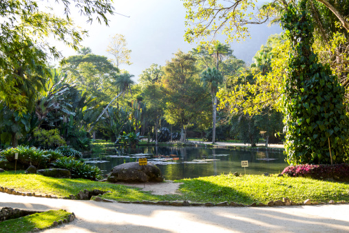 Botanic Garden at Rio de Janeiro.