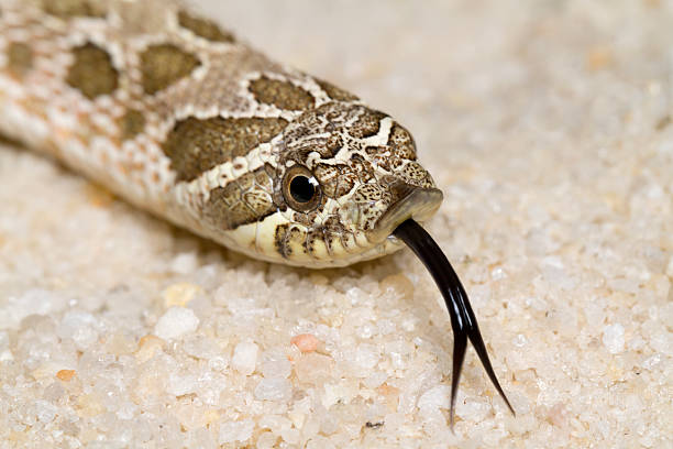 istock Western Hognose Snake with Forked Tongue 453804159