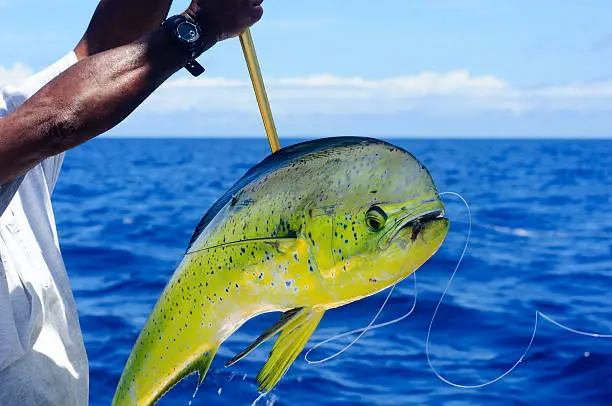 Photo of Fresh Caught Mahi