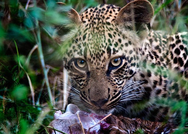 Leopard cub eating stock photo