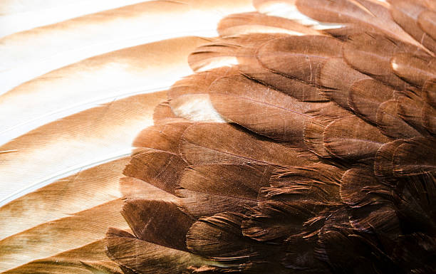 istock chicken feathers in detail 453806749