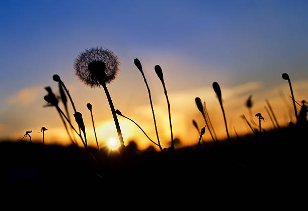 istock Dandelion silhouettes at sunset 453807047