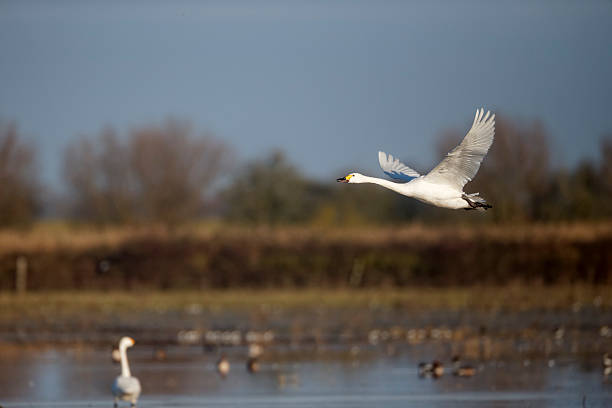 istock Bewick's swan, Cygnus columbianus 453807207