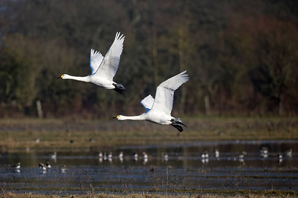 istock Bewick's swan, Cygnus columbianus 453807227