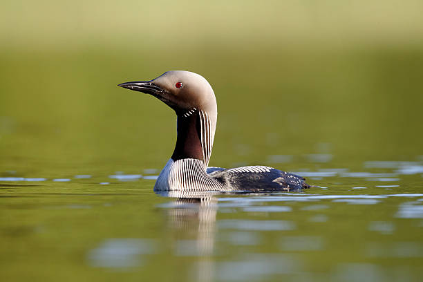 Black-throated diver, Gavia arctica Black-throated diver, Gavia arctica, single bird on water, Finland, July 2012 arctic loon stock pictures, royalty-free photos & images