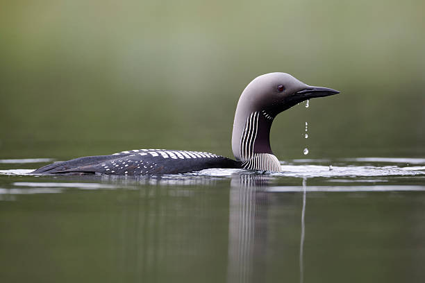 Black-throated diver, Gavia arctica Black-throated diver, Gavia arctica, single bird on water, Finland, July 2012 arctic loon stock pictures, royalty-free photos & images