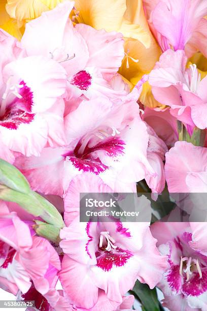 Bouquet Von Schönen Bunten Gladioli Stockfoto und mehr Bilder von Blatt - Pflanzenbestandteile - Blatt - Pflanzenbestandteile, Blumenbouqet, Blütenblatt