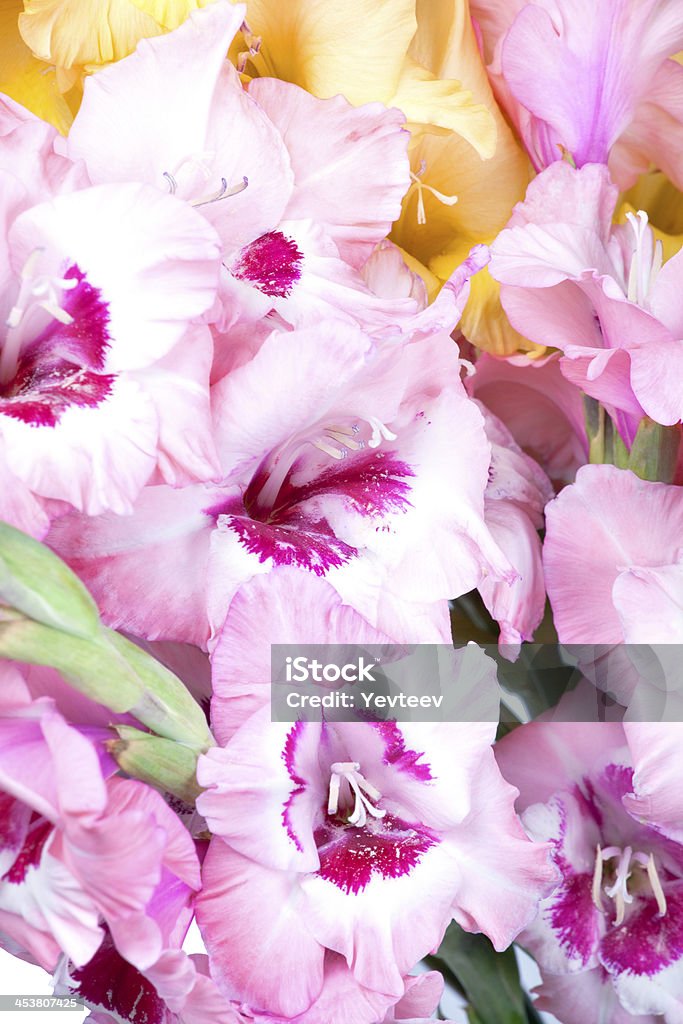 Bouquet de lindas colorido Gladíolos - Royalty-free Amarelo Foto de stock