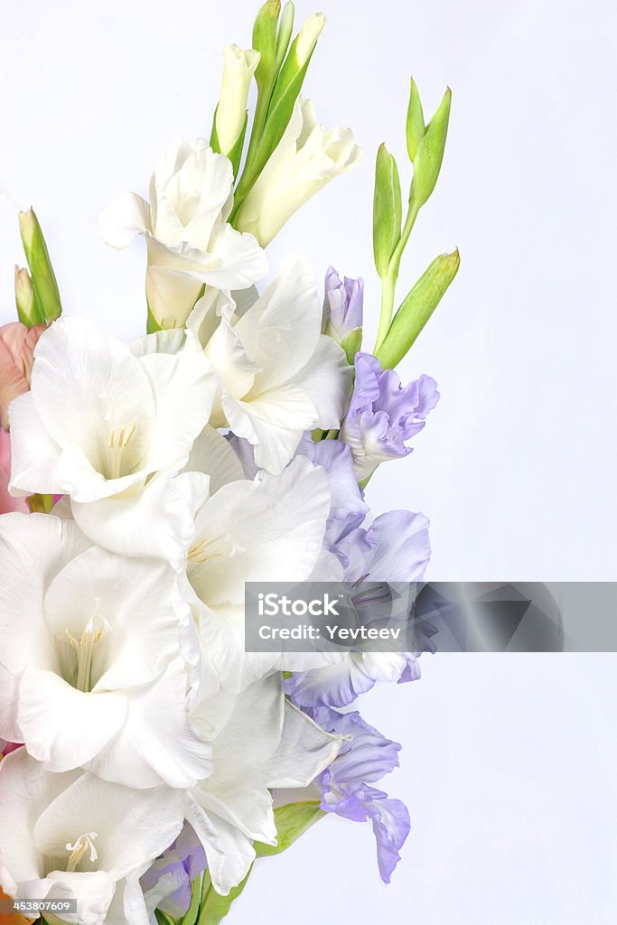 Букет красивых ярких gladioli - Стоковые фото Без людей роялти-фри