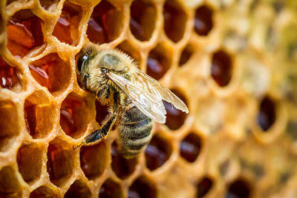 istock Bees in a beehive on honeycomb 453811339