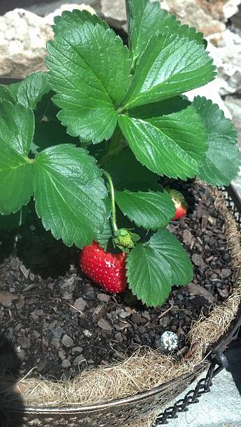 Strawberries plants stock photo