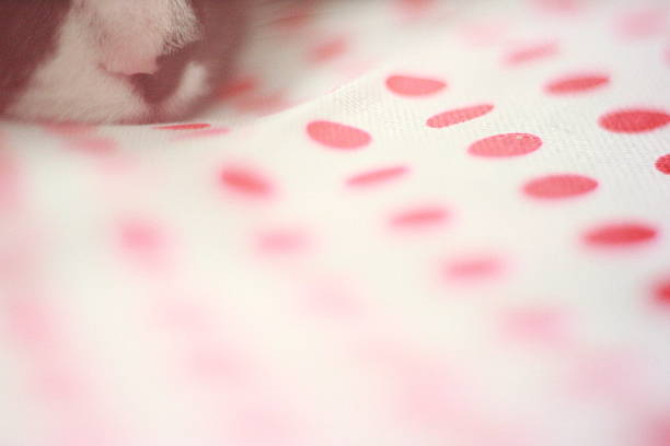 Nose of a sleeping cat on dotted background stock photo