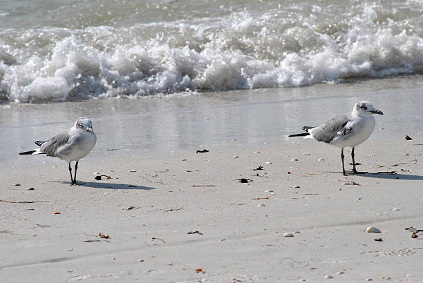 gull-выставлял terns - sooty tern стоковые фото и изображения