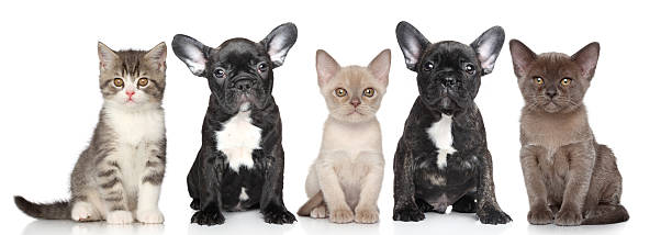 istock Group of puppies and kittens 453814757