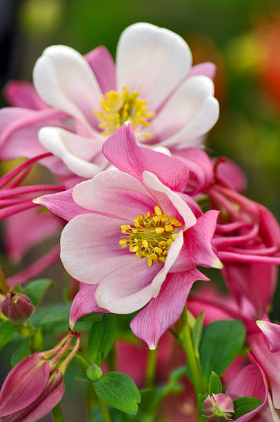 istock Pink and white columbine flowers 453815087