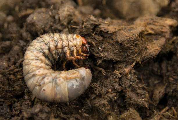 istock Rhinoceros beetle larva in the ground 453815195