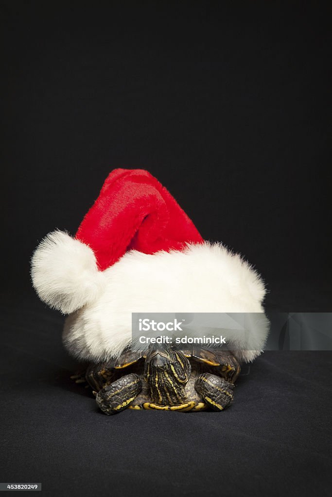 Tartaruga con Cappello da Babbo Natale - Foto stock royalty-free di Natale