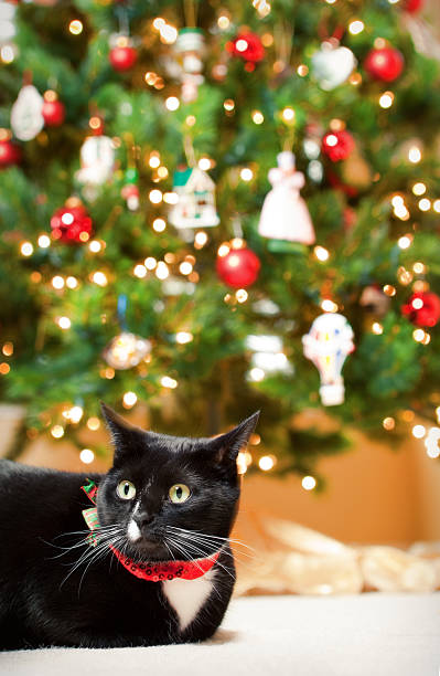 istock Holiday Cat Sitting Under Christmas Tree 453820511