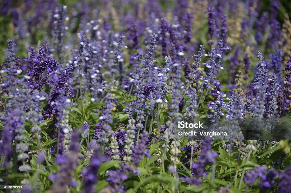 lavanda - Foto de stock de Cor de Lavanda royalty-free