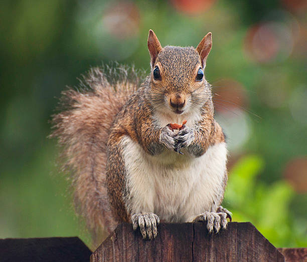 istock Cute squirrel eating peanut on fence 453824925