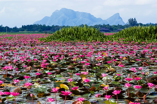 istock Talay Noi Wetlands, Phattalung 453825091