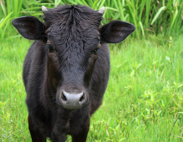 Black Cow in the Farm stock photo