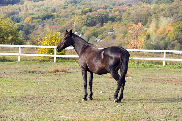 istock Portrait of a horse 453835493