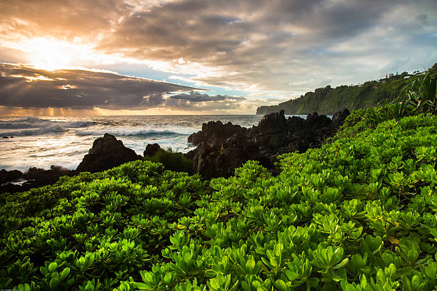 amanecer en el paraíso tropical - hilo isla grande de hawái fotografías e imágenes de stock