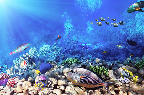 istock Scuba divers, coral and fish in the Red Sea.Egypt 453836021