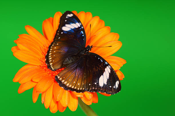 istock hypolimnas bolina on gerber 453836437