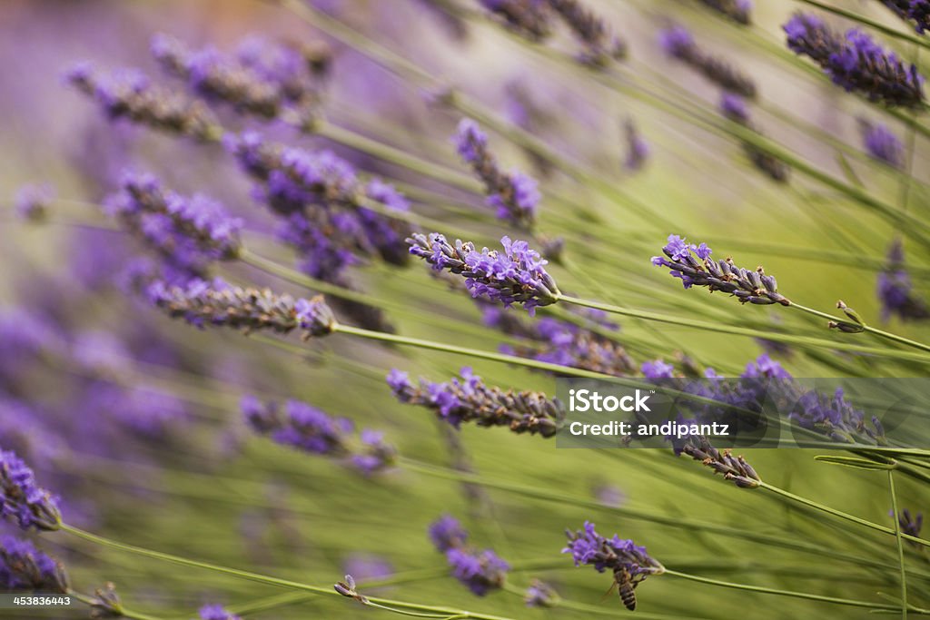 lavande - Photo de Beauté de la nature libre de droits