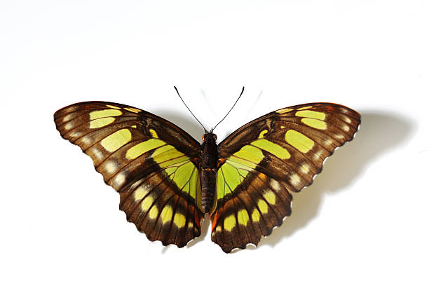 siproeta stelenes - malachite butterfly zdjęcia i obrazy z banku zdjęć