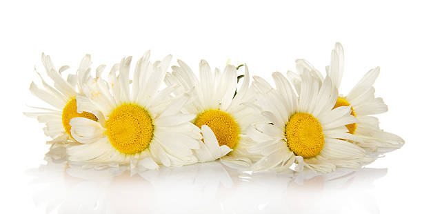 istock Heads of bright white camomiles 453836721