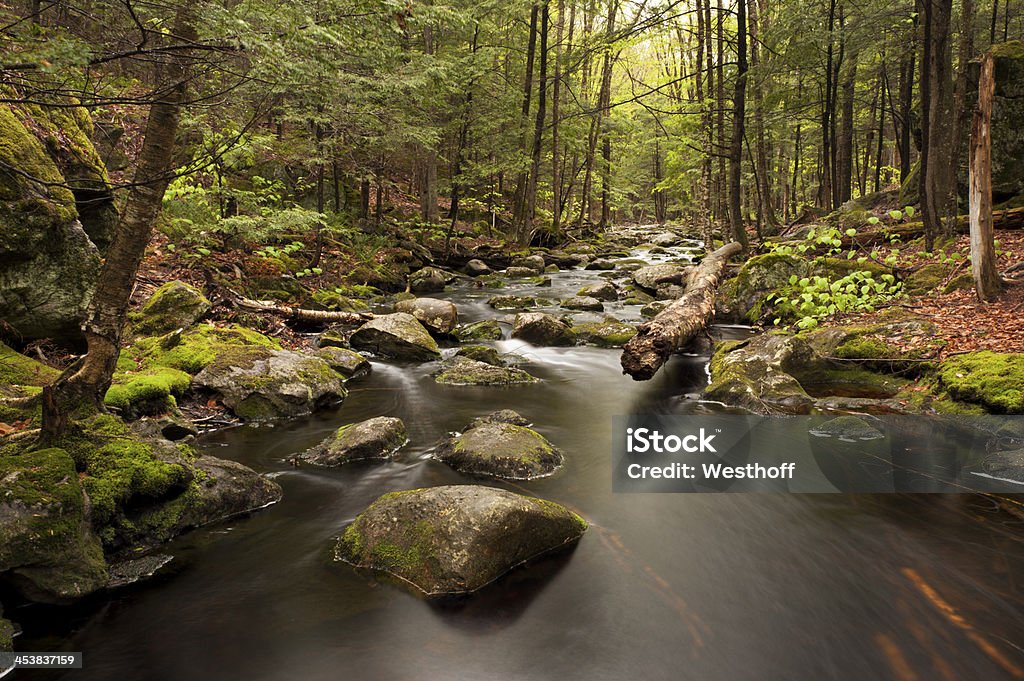 Falls Brook - Foto de stock de Bosque - Floresta royalty-free