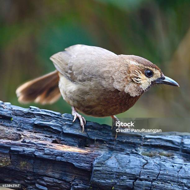 Foto de Branco Laughingthrush Desobrancelha e mais fotos de stock de Animais caçando - Animais caçando, Animal, Animal selvagem