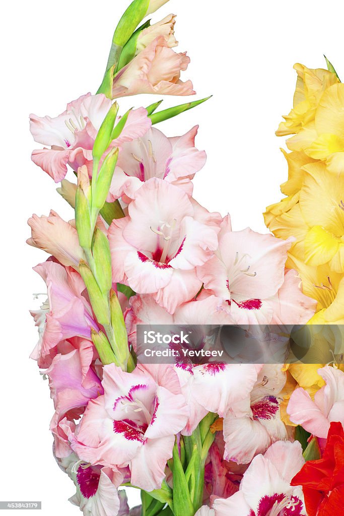 Bukiet pięknych kolorowych Gladiole - Zbiór zdjęć royalty-free (Bez ludzi)