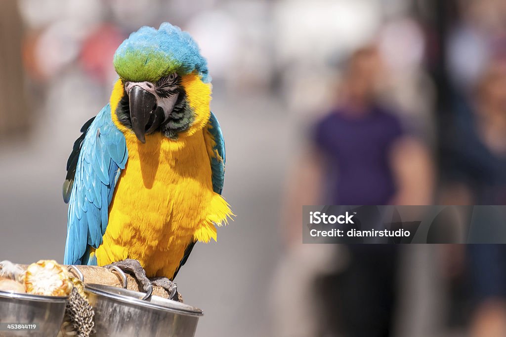 Gelb und Blau-Ara (Ara Papagei) - Lizenzfrei Blau Stock-Foto