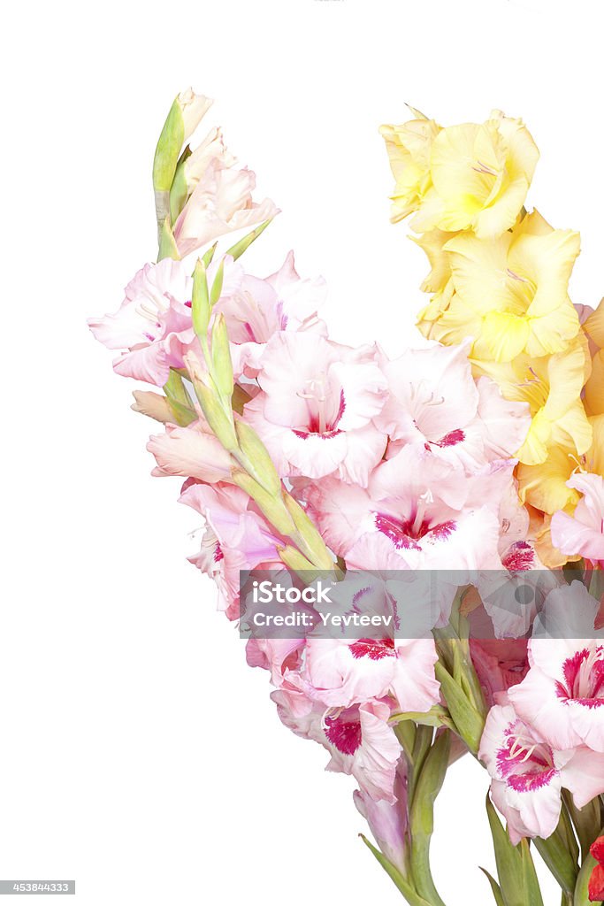 Colorato mazzo di bellissimi gladioli - Foto stock royalty-free di Bouquet