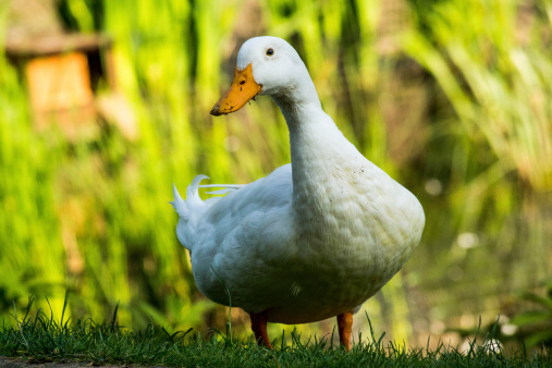 Picture of a white duck looking at the camera after looking for insects to eat in the grass.