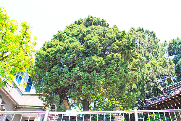 istock pine trees, ancient house of Korean Palace 453845107